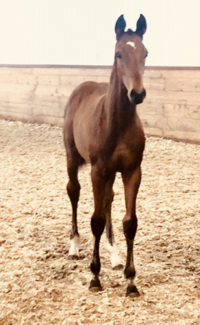 HorseID: 2311418 Furst Class - PhotoID: 1096293