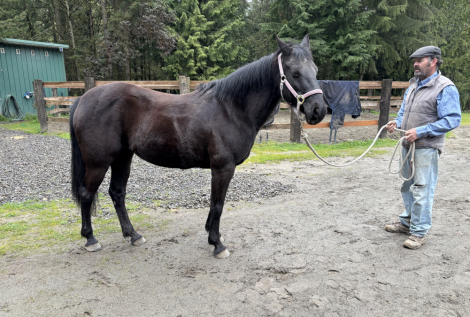 HorseID: 2311420 JFK’s Only Storm - PhotoID: 1096294