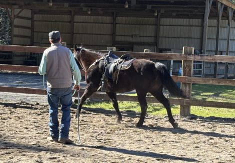 HorseID: 2311420 JFK’s Only Storm - PhotoID: 1096296