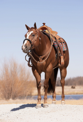 HorseID: 2311423 Executness - PhotoID: 1096341