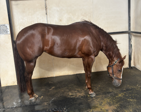 HorseID: 2311423 Executness - PhotoID: 1096342