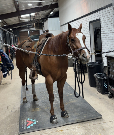 HorseID: 2311423 Executness - PhotoID: 1096343