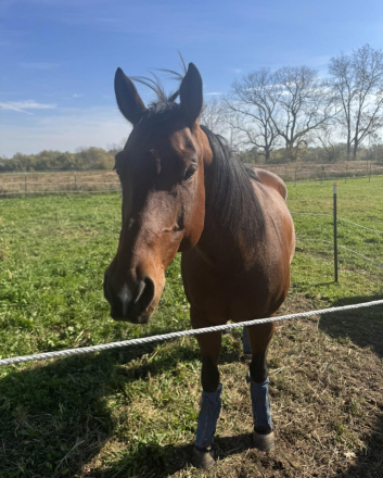 HorseID: 2311424 Peppy Red Creek - PhotoID: 1096298