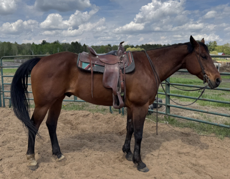 HorseID: 2311424 Peppy Red Creek - PhotoID: 1096298
