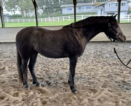 HorseID: 2311425 Looking Glass Perfect Story - PhotoID: 1096299