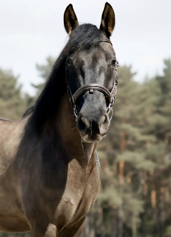 HorseID: 2311427 RSV Mousey Onyx - PhotoID: 1096301