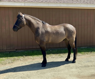 HorseID: 2311427 RSV Mousey Onyx - PhotoID: 1096302