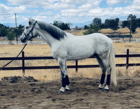 HorseID: 2311432 Sky - PhotoID: 1096312