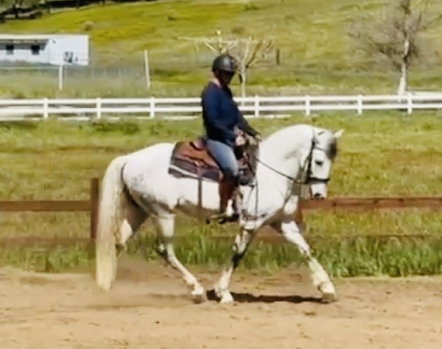 HorseID: 2311432 Sky - PhotoID: 1096313