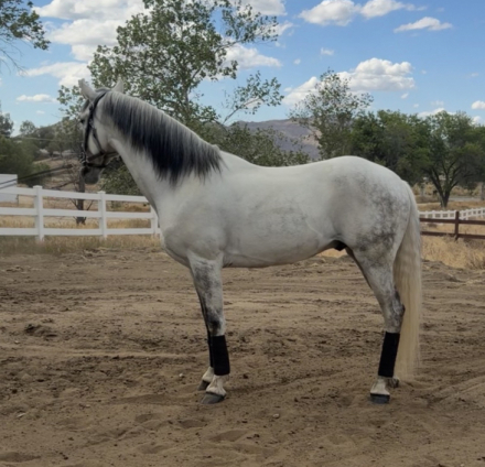 HorseID: 2311432 Sky - PhotoID: 1096314