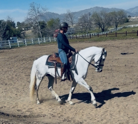 HorseID: 2311432 Sky - PhotoID: 1096315