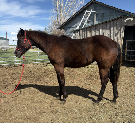 HorseID: 2311434 StarlightsCoolChic - PhotoID: 1096317