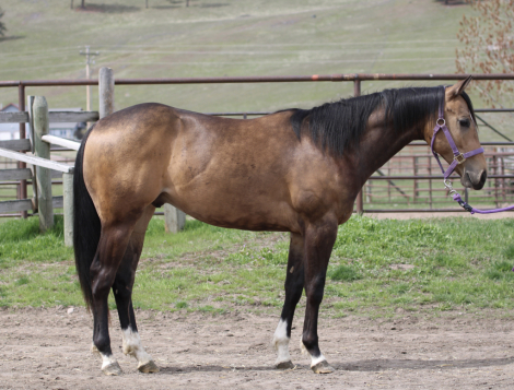 HorseID: 2311435 Otoes Dallas Pride - PhotoID: 1096318