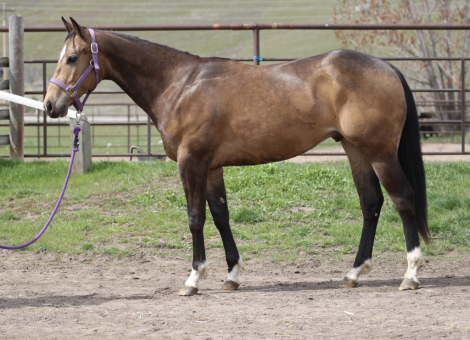 HorseID: 2311435 Otoes Dallas Pride - PhotoID: 1096319