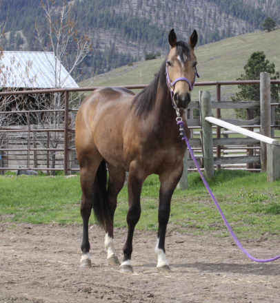 HorseID: 2311435 Otoes Dallas Pride - PhotoID: 1096320