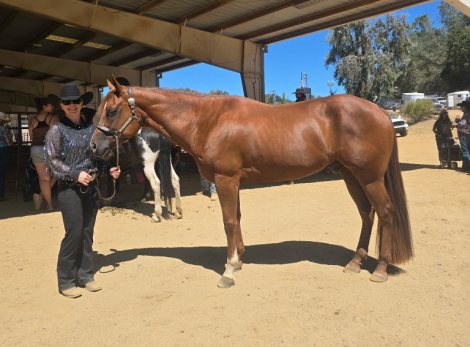 HorseID: 2311437 HEZA Mystery Machine - PhotoID: 1096321