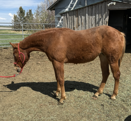 HorseID: 2311438 Iceys Shinin Gun - PhotoID: 1096328