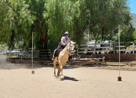 HorseID: 2311440 Odin - PhotoID: 1096325