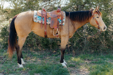 HorseID: 2311441 Guys Freckled Queen - PhotoID: 1096329