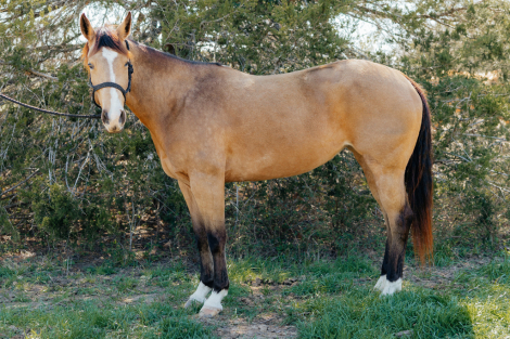 HorseID: 2311441 Guys Freckled Queen - PhotoID: 1096330