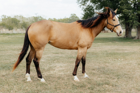 HorseID: 2311441 Guys Freckled Queen - PhotoID: 1096331