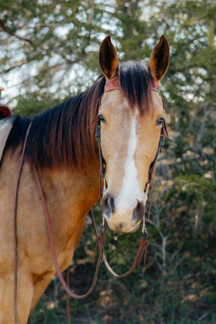 HorseID: 2311441 Guys Freckled Queen - PhotoID: 1096332