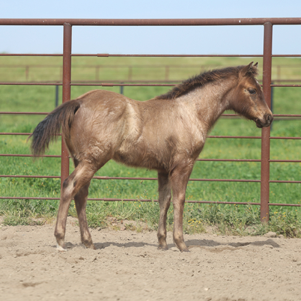 HorseID: 2311443 AQHA blue roan colt - PhotoID: 1096333