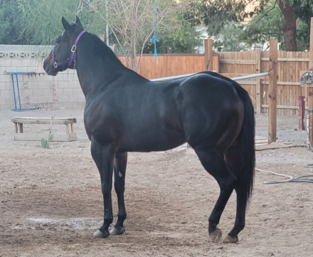 HorseID: 2311449 CARTEL COUNTY - PhotoID: 1096334