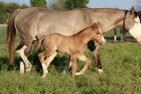 HorseID: 2311451 SHINING C HASHTAGS - PhotoID: 1096335