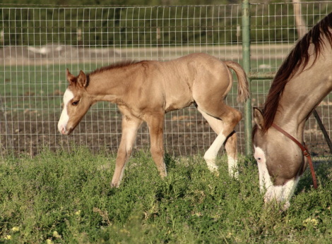 HorseID: 2311451 SHINING C HASHTAGS - PhotoID: 1096336