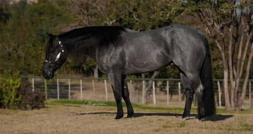 HorseID: 2311451 SHINING C HASHTAGS - PhotoID: 1096337