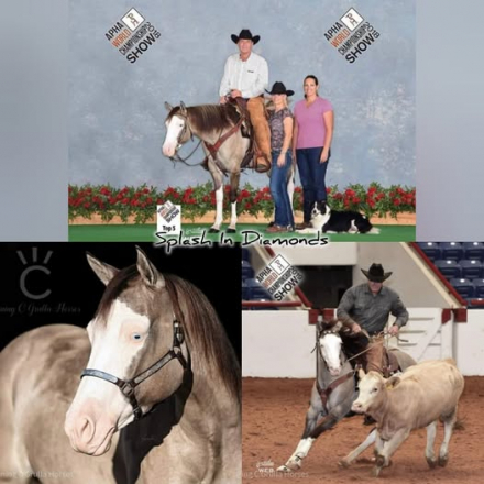 HorseID: 2311451 SHINING C HASHTAGS - PhotoID: 1096338