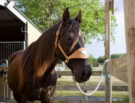 HorseID: 2311452 Tito - PhotoID: 1096339