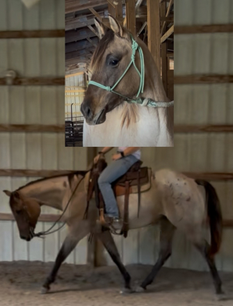 HorseID: 2311460 HANCOCKS EXTRA GRACE - PhotoID: 1096340