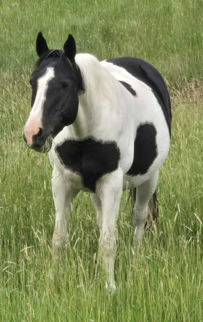 HorseID: 2311467 Sunny - PhotoID: 1096345