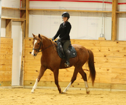 HorseID: 2311468 Harvey - PhotoID: 1096346