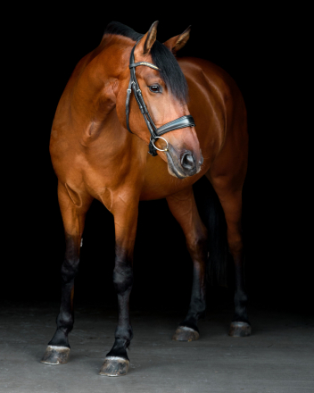 HorseID: 2311475 Obi - PhotoID: 1096347