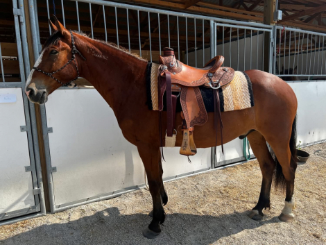 HorseID: 2311476 This Bud’s For You - PhotoID: 1096357