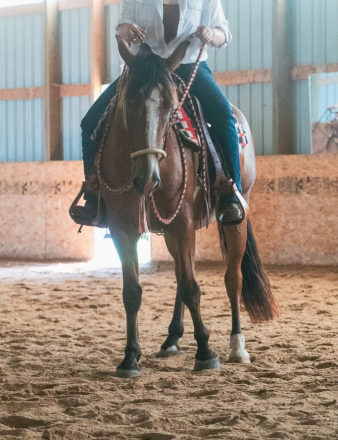 HorseID: 2311476 This Bud’s For You - PhotoID: 1096358