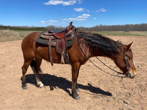 HorseID: 2311476 This Bud’s For You - PhotoID: 1096361