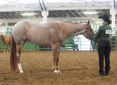 HorseID: 2311477 Certainly Graceful - PhotoID: 1096375