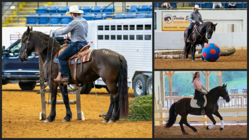 HorseID: 2311479 Molly - PhotoID: 1096583