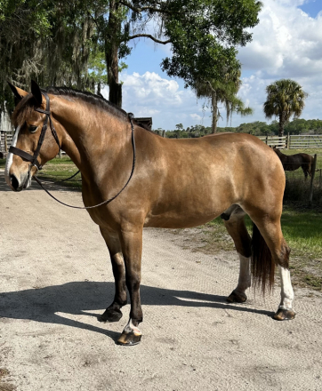 HorseID: 2311483 Duke - PhotoID: 1096365