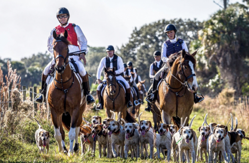 HorseID: 2311483 Duke - PhotoID: 1096367