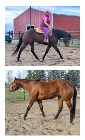 HorseID: 2311487 Bring The Machine - PhotoID: 1096368