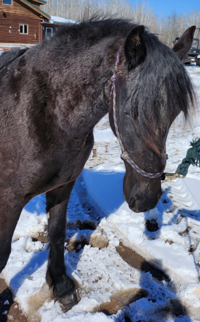 HorseID: 2311488 Black Satin - PhotoID: 1096369