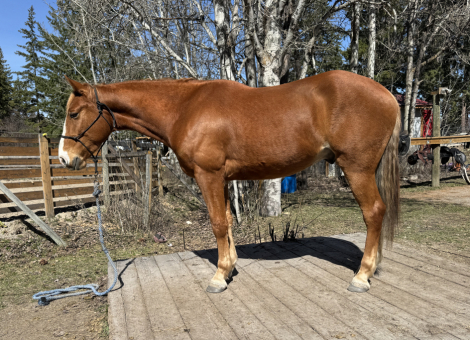 HorseID: 2311491 The Spaniard - PhotoID: 1096371