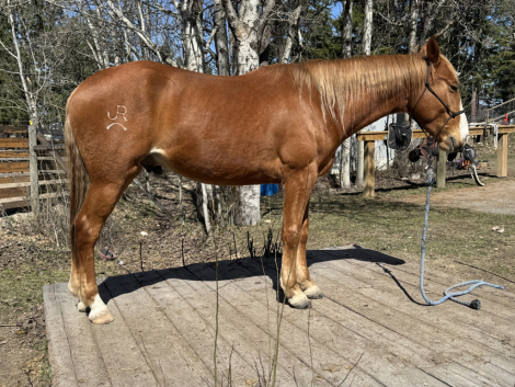 HorseID: 2311491 The Spaniard - PhotoID: 1096372