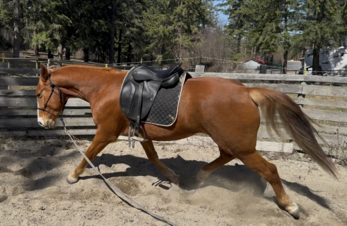 HorseID: 2311491 The Spaniard - PhotoID: 1096373