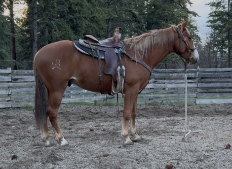 HorseID: 2311491 The Spaniard - PhotoID: 1096374